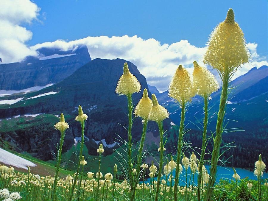 Beargrass_-_National_Park,_Montana.jpg