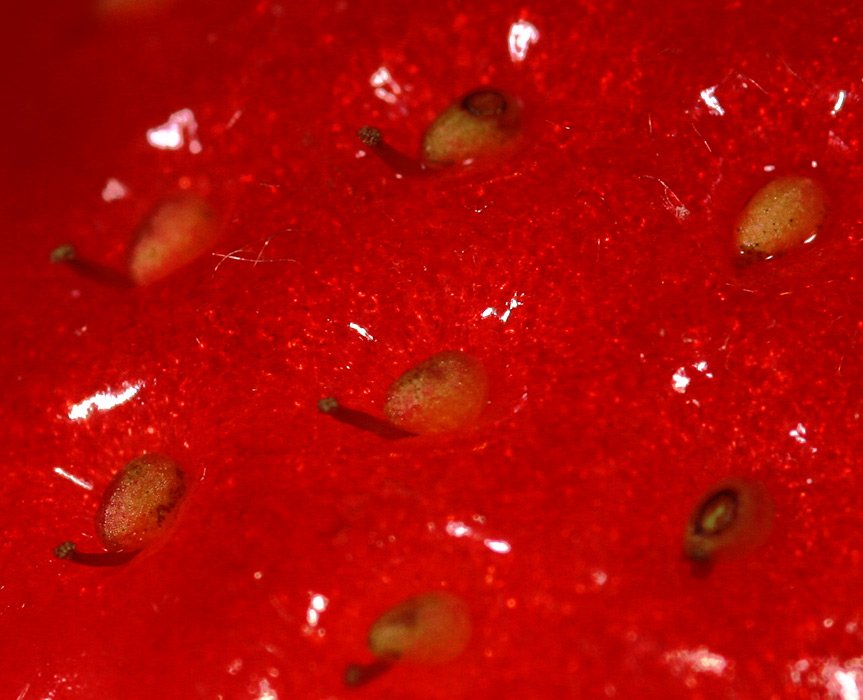 strawberry.jpg