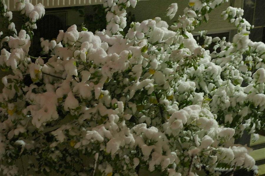 BIOS - Snow - 06.jpg