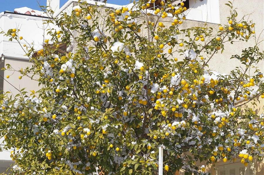 BIOS - Snow - 12.jpg