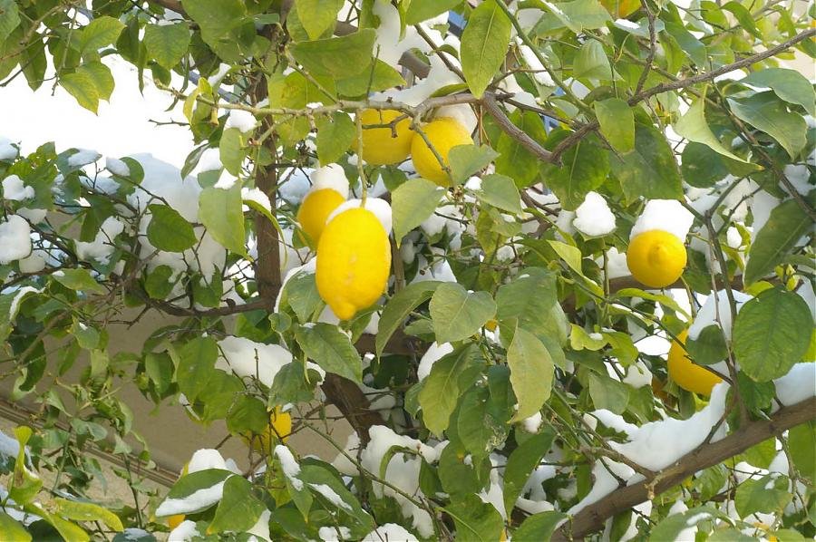 BIOS - Snow - 16.jpg