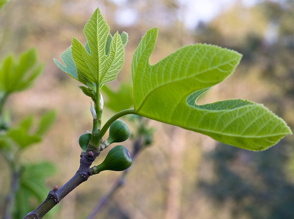 figtree.jpg