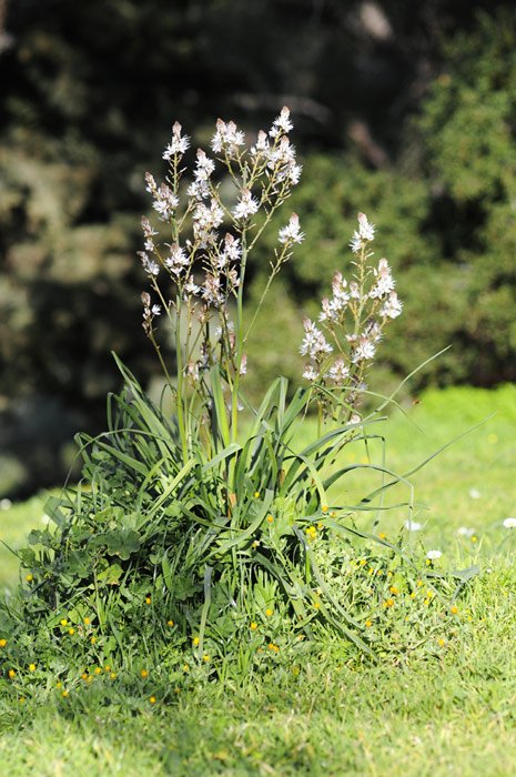flowers1.jpg
