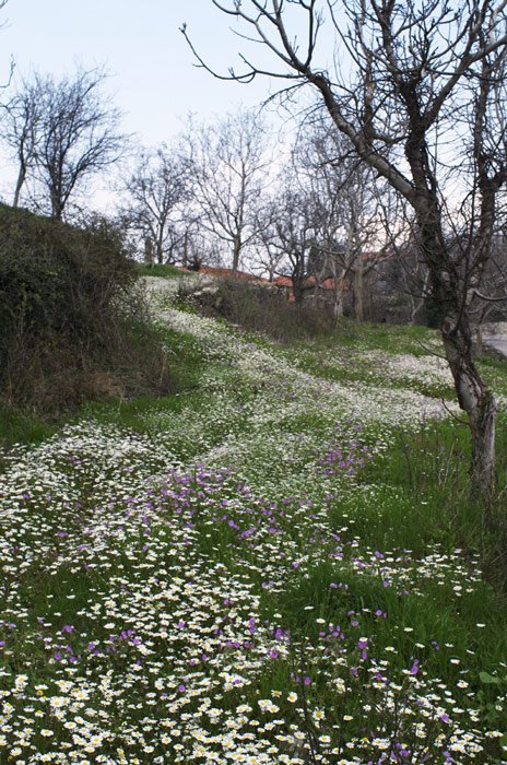 flowers5.jpg