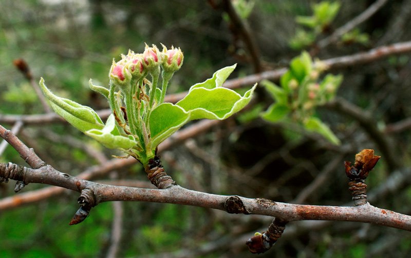 flowers7.jpg