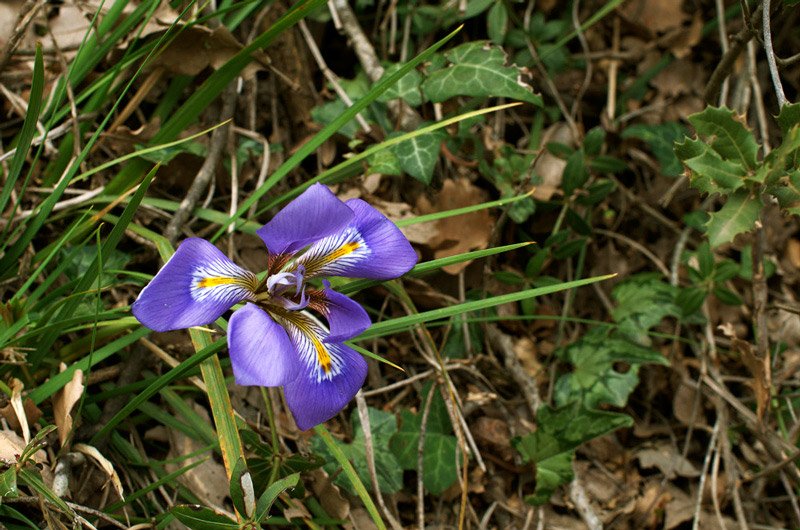 flowers8.jpg