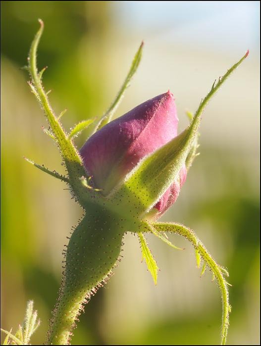 wild_rose.jpg