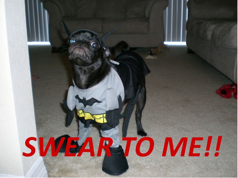 BATdog.jpg