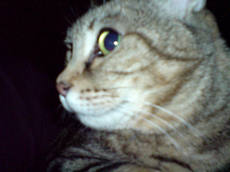 DSC00071.jpg