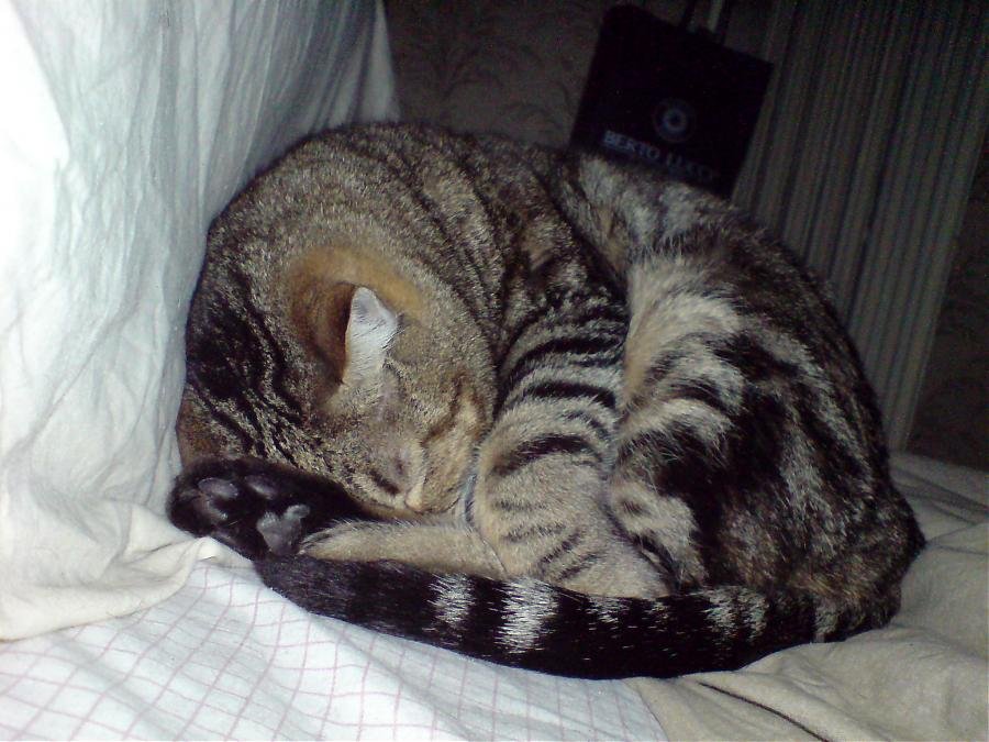 DSC00081.jpg