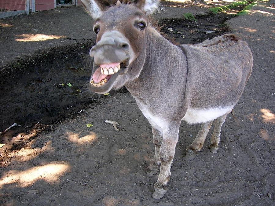 donkey oatie image.jpg