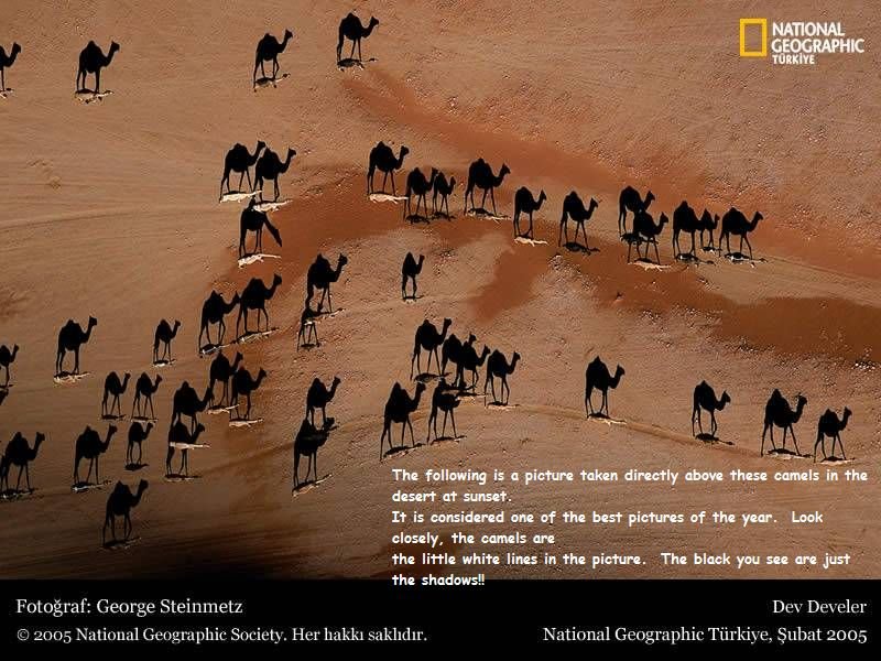 camels.jpg