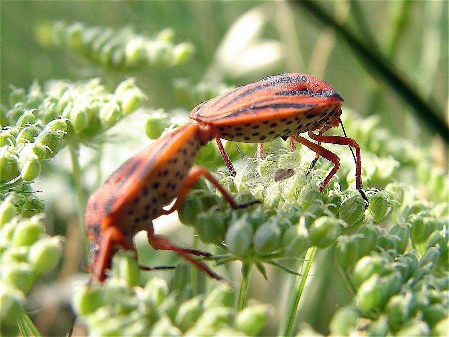 oropos 27-5-07 015.jpg