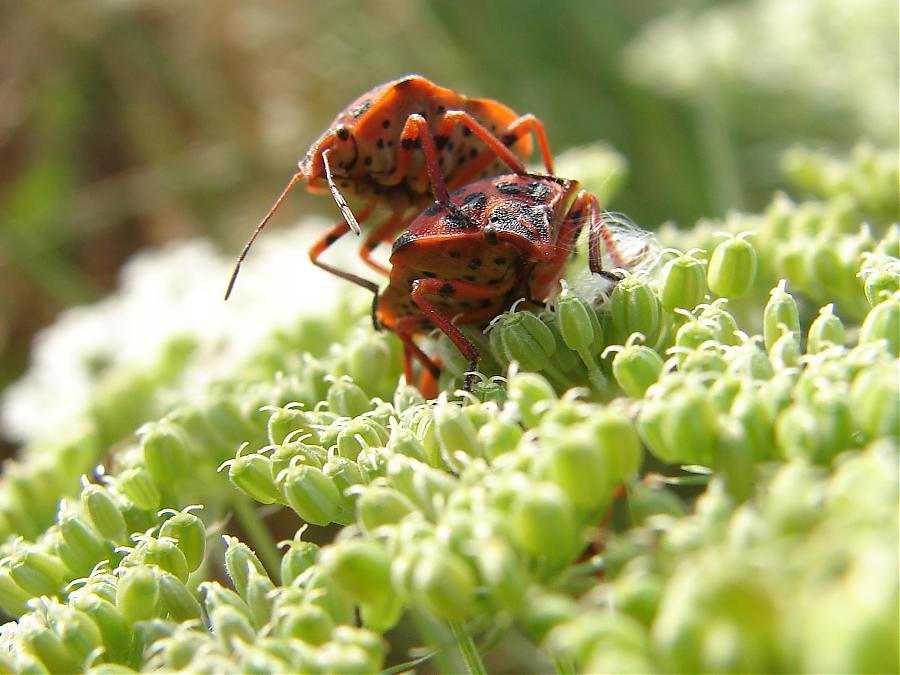 oropos 27-5-07 016.jpg