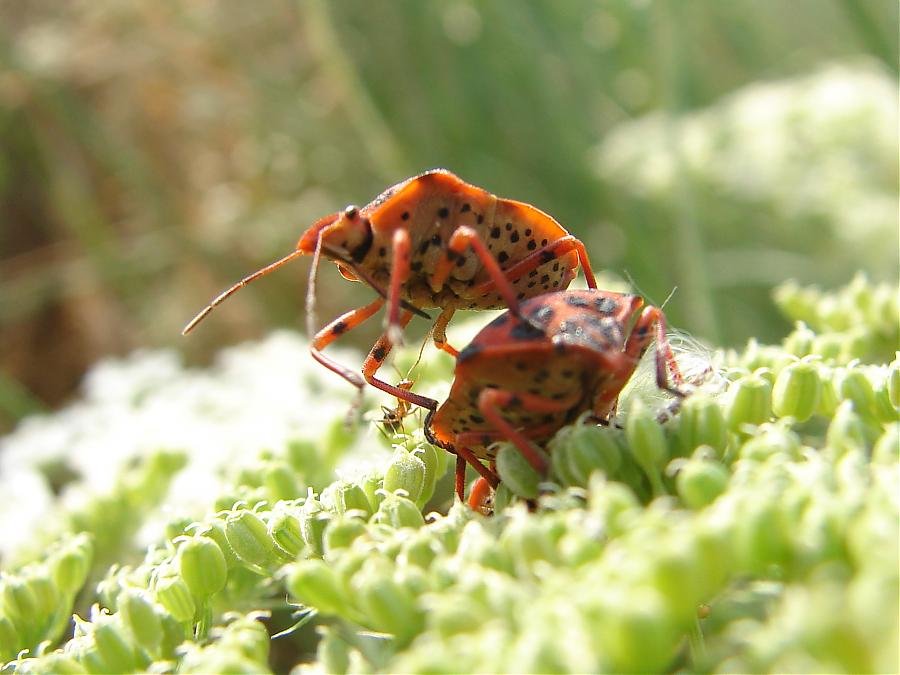 oropos 27-5-07 017.jpg