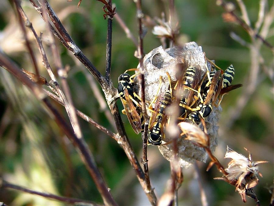 oropos 27-5-07 009.jpg