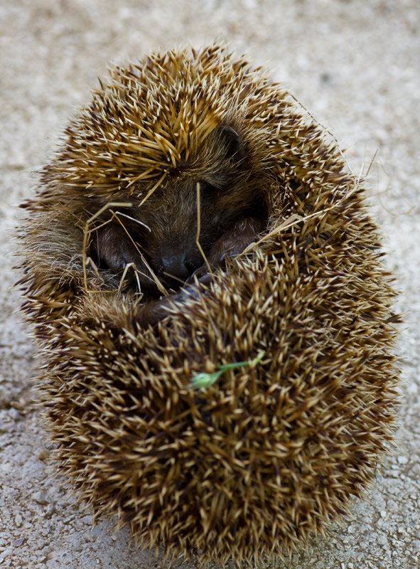 Hedgehog.jpg