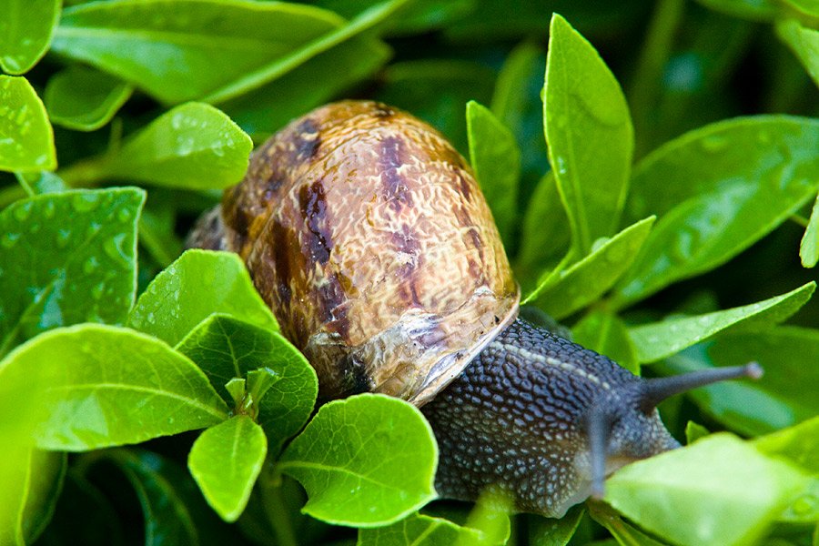 snail.jpg