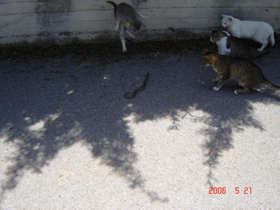 DSC00341.jpg
