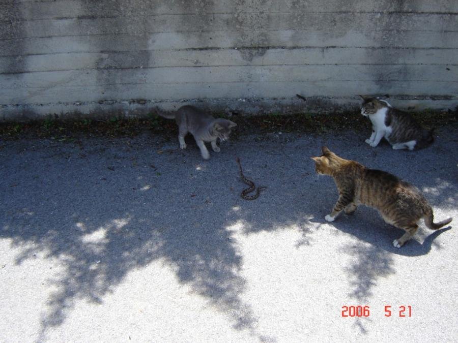 DSC00342.jpg