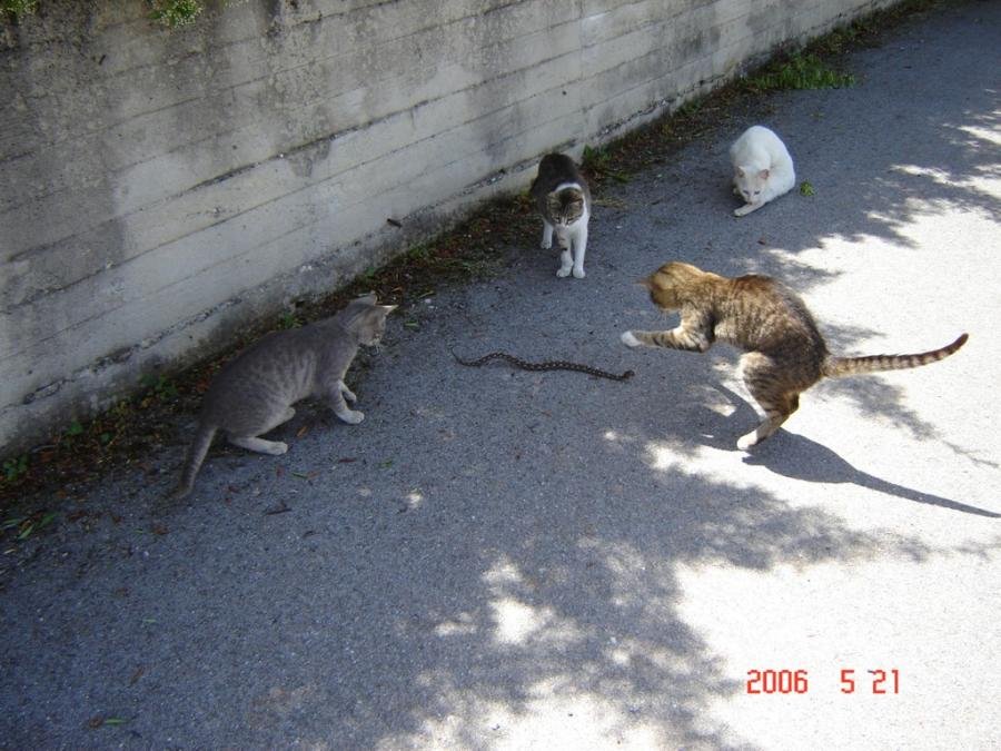 DSC00346.jpg