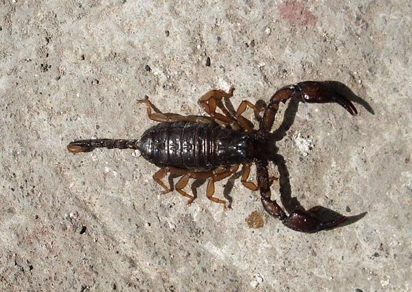 scorpion.jpg