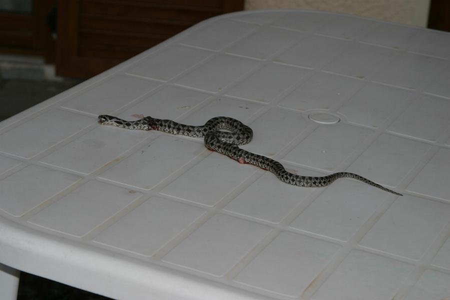 snake.jpg