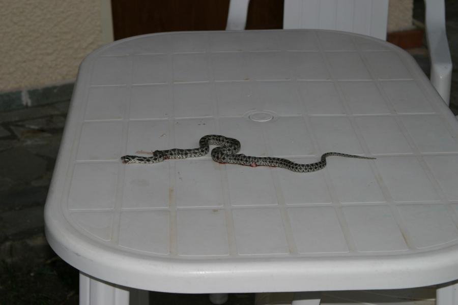 snake2.jpg
