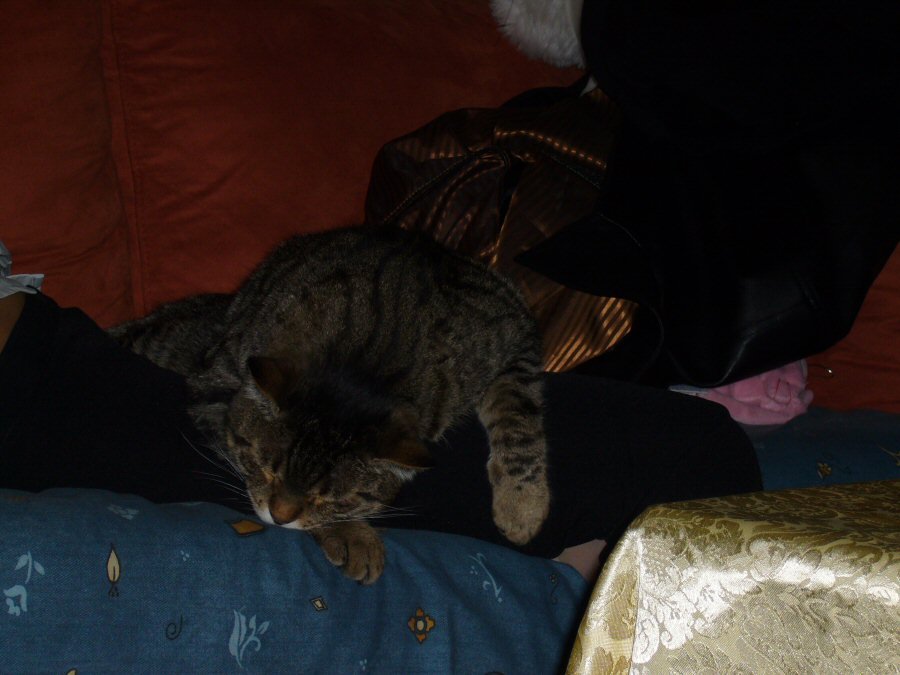 P1000376av.jpg