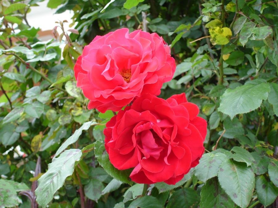 DSC01213.jpg