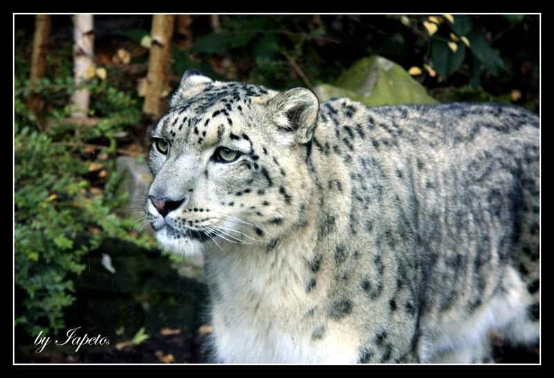 _MG_6068 copy2 [800x600].jpg