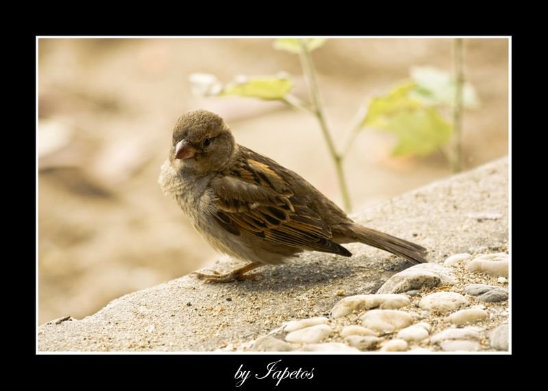 _MG_2319 copy [800x600].jpg