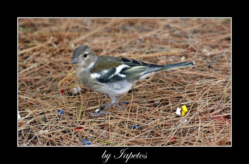 _MG_3304 copy [800x600].jpg