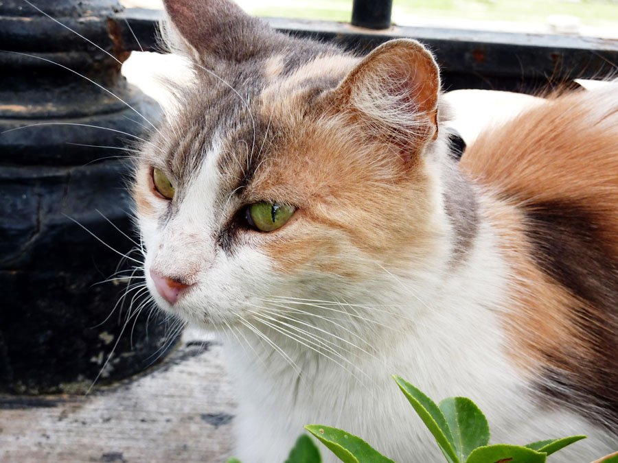 Gen 203 R resized.jpg