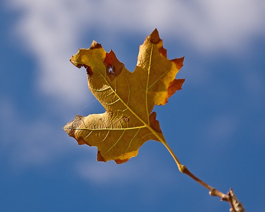 IMGP3038.jpg
