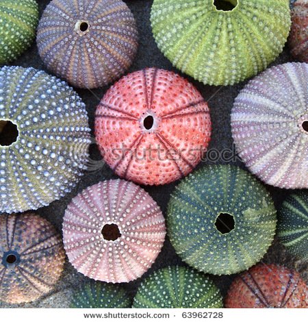 stock-photo-variety-of-colorful-sea-urchins-on-wet-sand-63962728.jpg