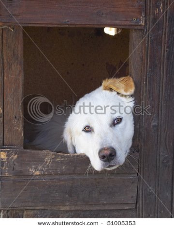 stock-photo-labrador-retriever-in-house-51005353.jpg