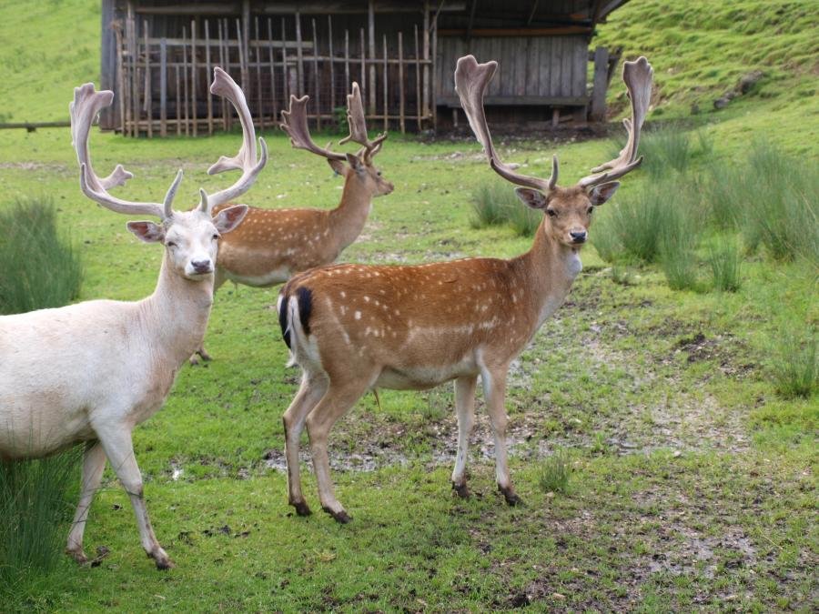 Austria 2011 601.jpg