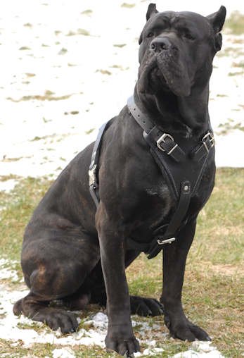 cane-corso1.jpg