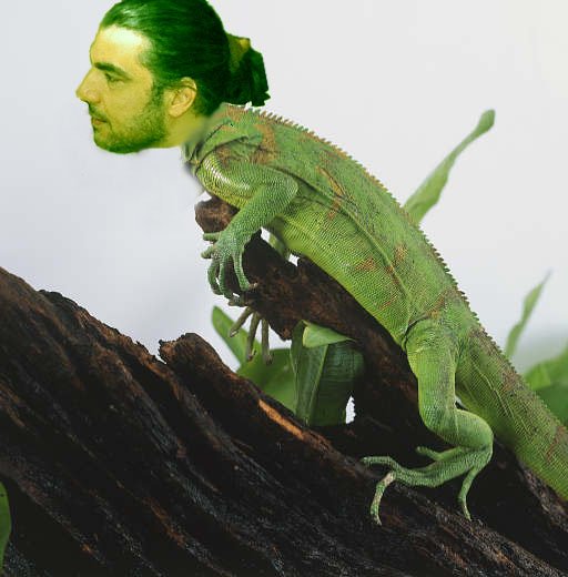 iguana.jpg