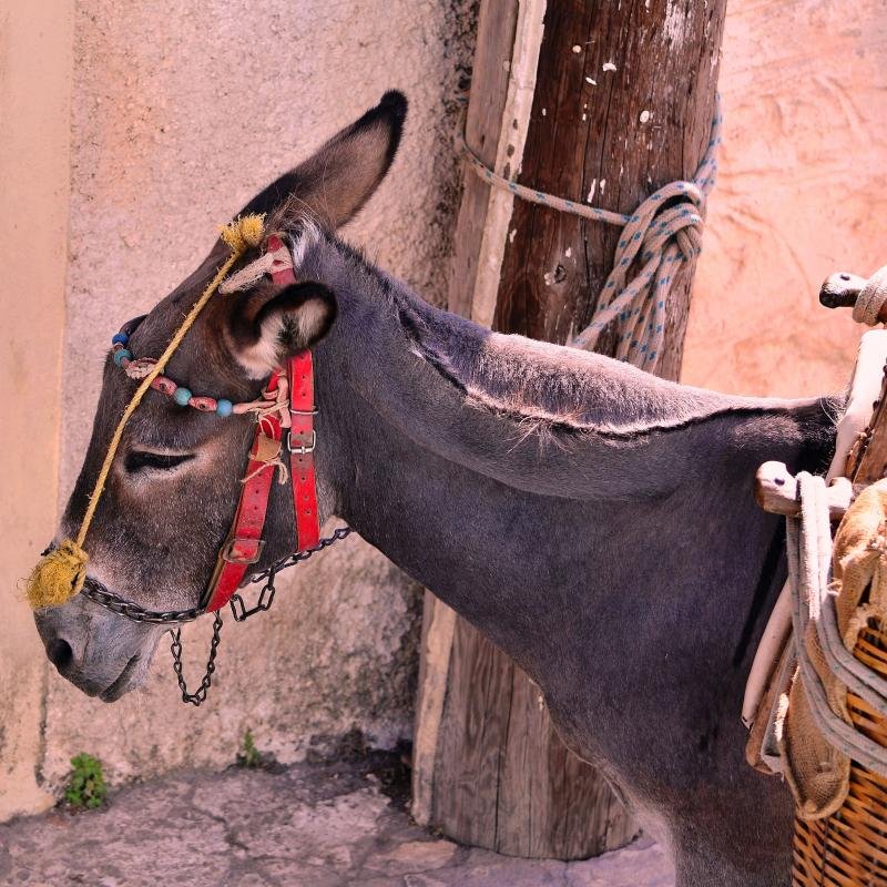 donkey.jpg
