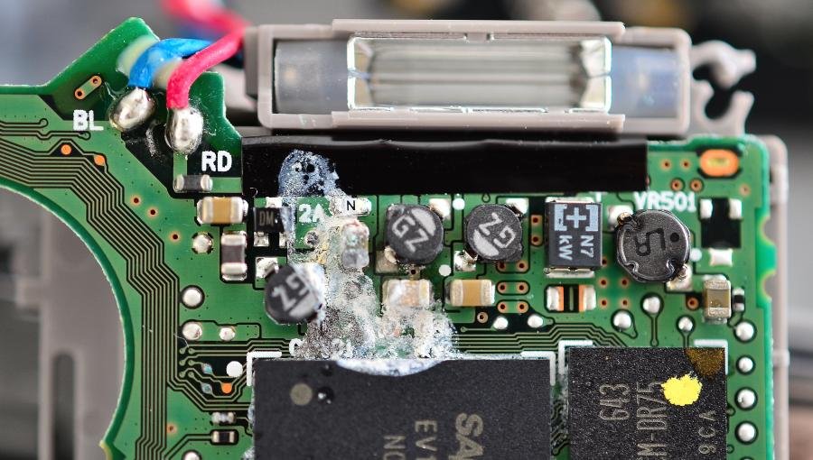 macropentax.jpg