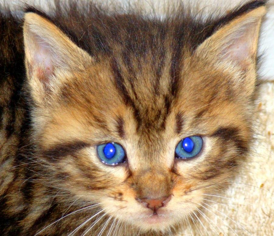 DSC01677 modified.jpg