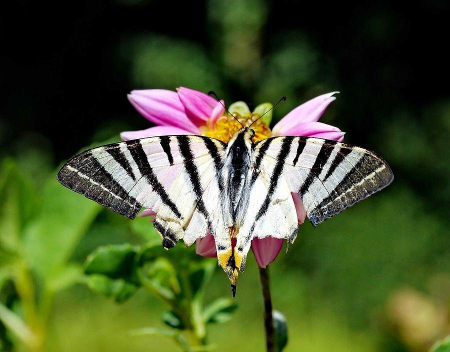 P1010897A.jpg P1010897A.jpg