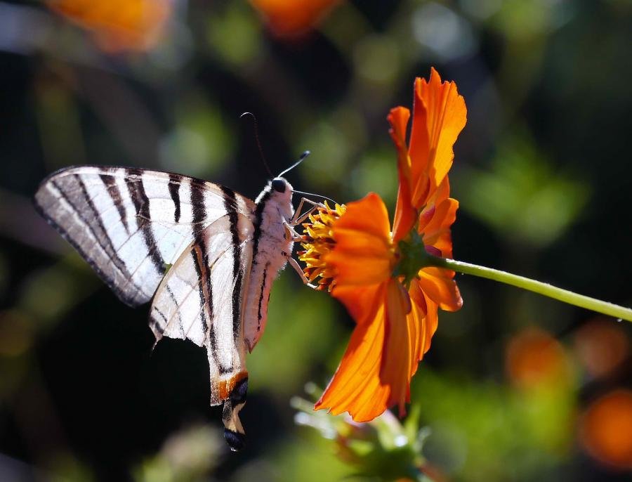 P1010929A.jpg P1010929A.jpg