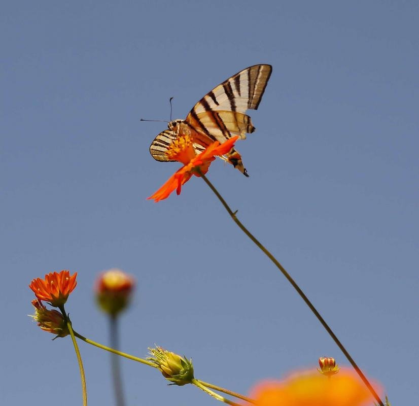 P1010955A.jpg P1010955A.jpg