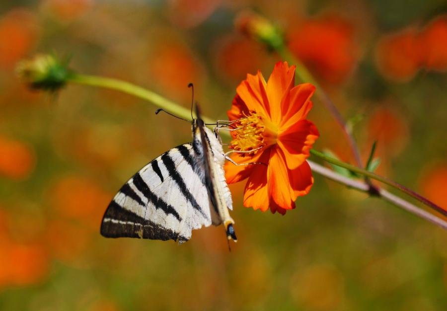 P1010965A.jpg P1010965A.jpg