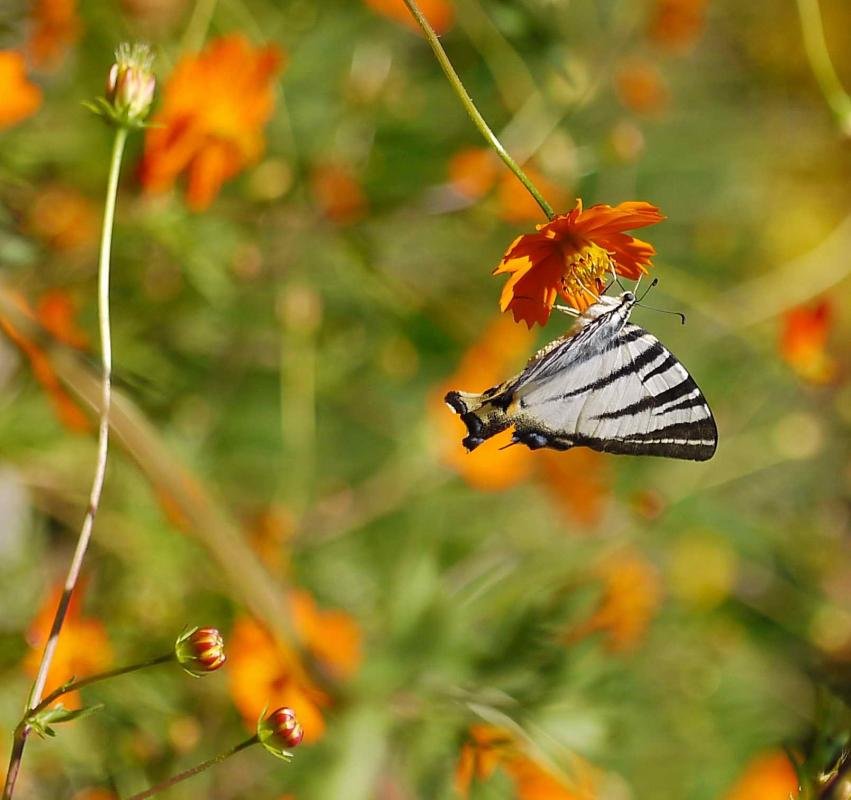 P1010967A.jpg P1010967A.jpg