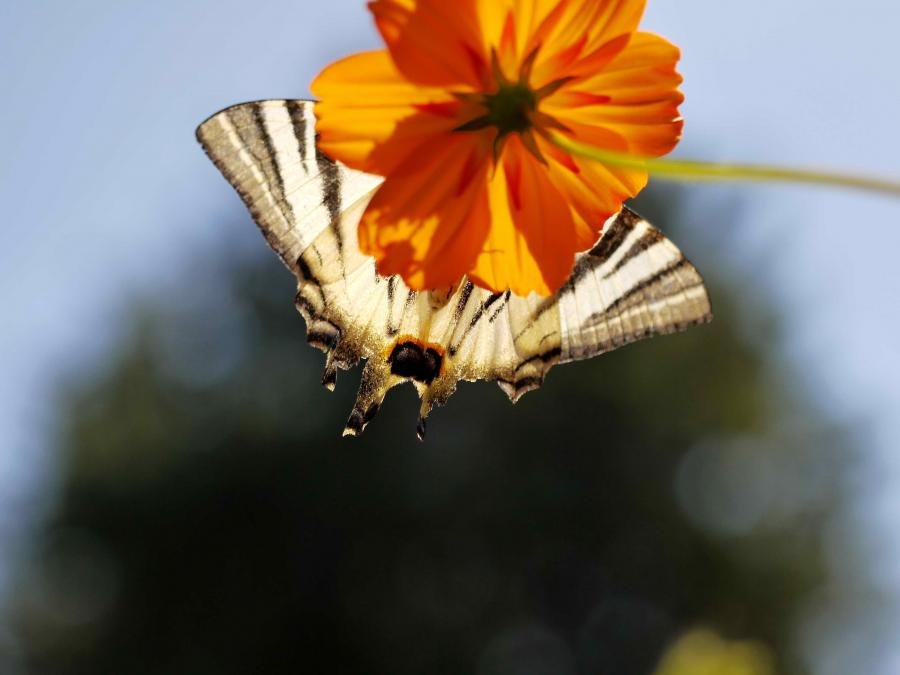 P1010973A.jpg P1010973A.jpg