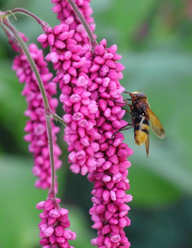 P1010982A.jpg P1010982A.jpg